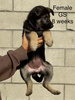 Female, a female German Shepherd Dog for sale in San Bernardino, CA – Photo 3 of 6
