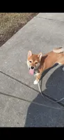 Kenji, a male Shiba Inu for sale in Fond du Lac, WI – 3 of 4