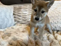Kota , a male Shiba Inu for sale in Fond du Lac, WI – 2 of 4