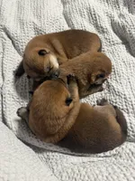 Maru , a male Shiba Inu for sale in Fond du Lac, WI – 6 of 8