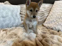 Maru , a male Shiba Inu for sale in Fond du Lac, WI – 3 of 4