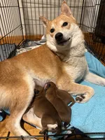 Maru , a male Shiba Inu for sale in Fond du Lac, WI – 4 of 8