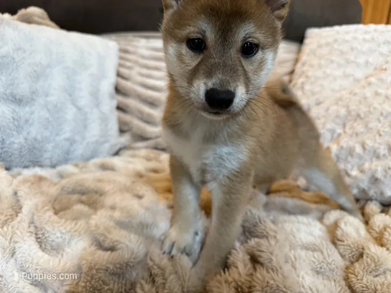 Kota  – Shiba Inu puppy for sale in Fond du Lac, WI