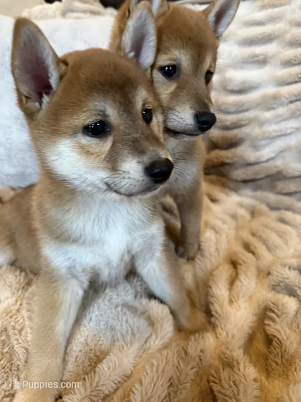 Mochi – Shiba Inu puppy for sale in Fond du Lac, WI