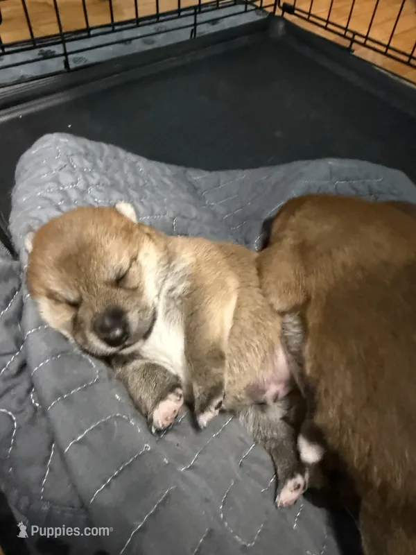 Maru  – Shiba Inu puppy for sale in Fond du Lac, WI