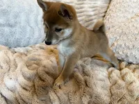Kota , a male Shiba Inu for sale in Fond du Lac, WI – 4 of 4