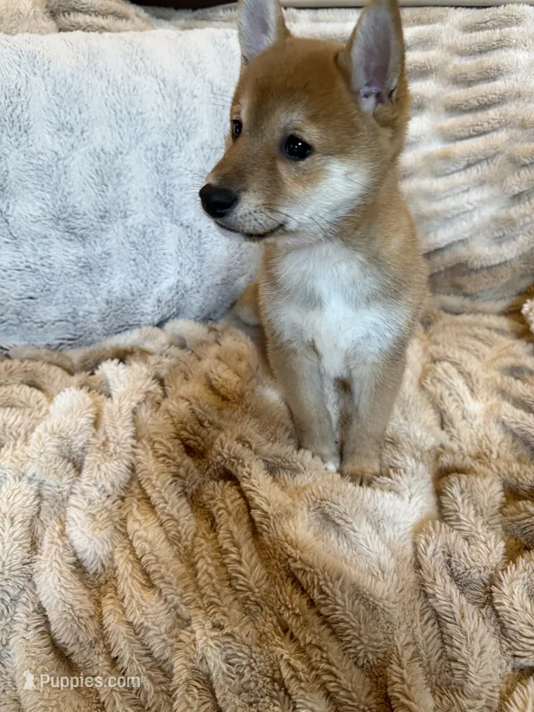 Maru  – Shiba Inu puppy for sale in Fond du Lac, WI