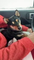 Kenji, a male Shiba Inu for sale in Fond du Lac, WI – 4 of 4