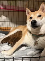 Maru , a male Shiba Inu for sale in Fond du Lac, WI – 5 of 8