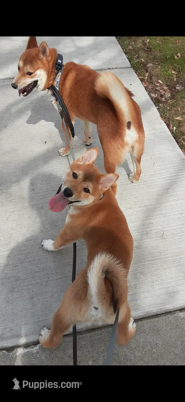 Kenji – Shiba Inu puppy for sale in Fond du Lac, WI