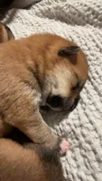 Maru , a male Shiba Inu for sale in Fond du Lac, WI – 1 of 8