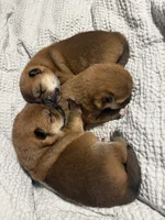 Maru , a male Shiba Inu for sale in Fond du Lac, WI – 8 of 8