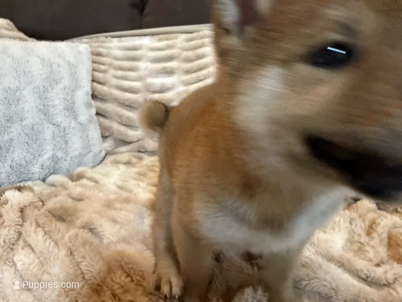 Mochi – Shiba Inu puppy for sale in Fond du Lac, WI