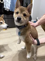 Kenji, a male Shiba Inu for sale in Fond du Lac, WI – 2 of 4