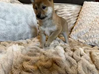 Kota , a male Shiba Inu for sale in Fond du Lac, WI – 3 of 4