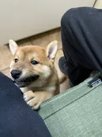 Mochi, a male Shiba Inu for sale in Fond du Lac, WI – 4 of 4