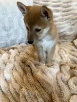 Maru , a male Shiba Inu for sale in Fond du Lac, WI – 4 of 4