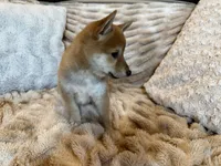 Maru , a male Shiba Inu for sale in Fond du Lac, WI – 2 of 4