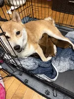 Maru , a male Shiba Inu for sale in Fond du Lac, WI – 7 of 8