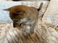 Mochi, a male Shiba Inu for sale in Fond du Lac, WI – 2 of 4