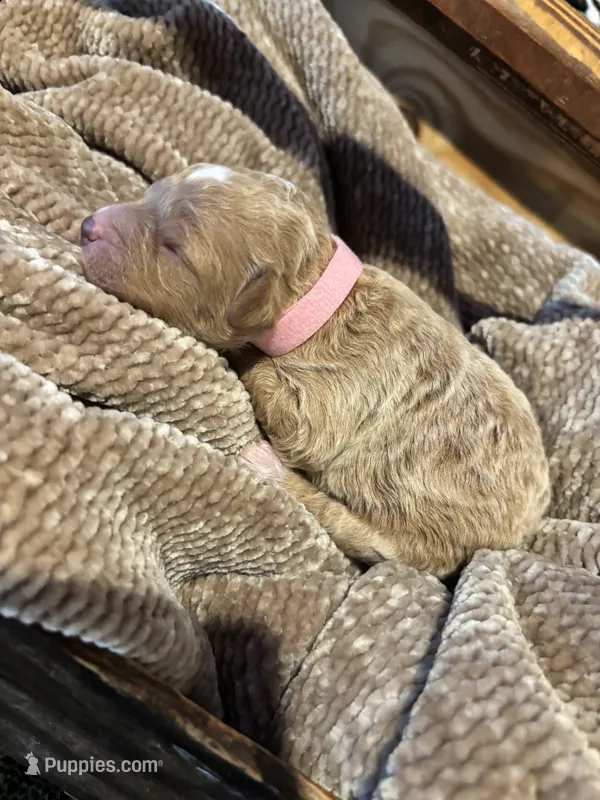 Pink girl  – Miniature Goldendoodle puppy for sale in Elizabethtown, NC
