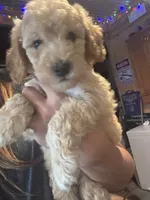 White boy , a male Miniature Goldendoodle for sale in Elizabethtown, NC – 2 of 7