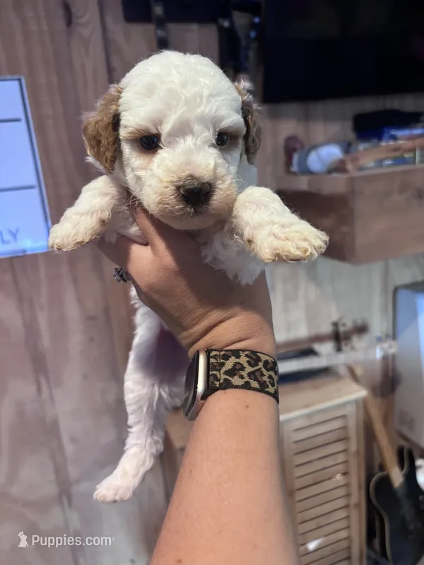 Grey boy – Poodle - Miniature , Miniature Goldendoodle puppy for sale in Elizabethtown, NC