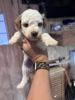 Grey boy, a male Poodle - Miniature  and Miniature Goldendoodle for sale in Elizabethtown, NC – 1 of 7