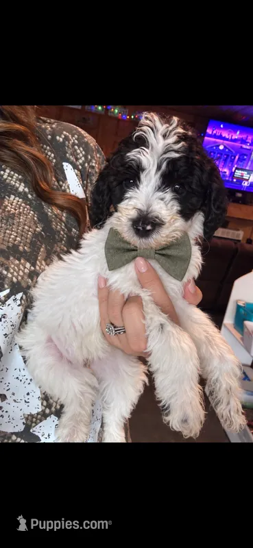 Red boy – Poodle - Miniature , Miniature Goldendoodle puppy for sale in Elizabethtown, NC