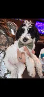 Red boy, a male Poodle - Miniature  and Miniature Goldendoodle for sale in Elizabethtown, NC – 1 of 1