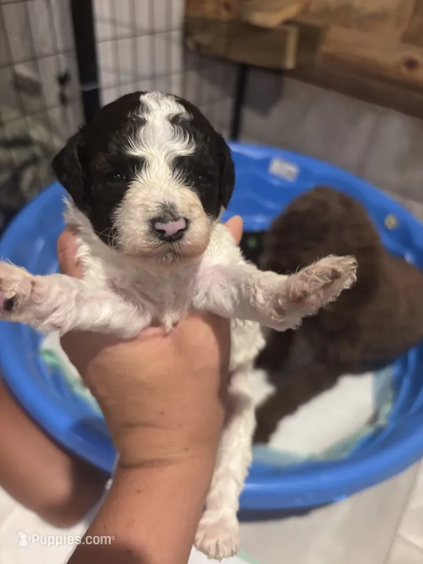 Red boy – Poodle - Toy , Miniature Goldendoodle puppy for sale in Elizabethtown, NC