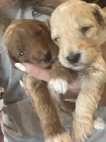 Blue boy, a male Miniature Goldendoodle for sale in Elizabethtown, NC – 6 of 8