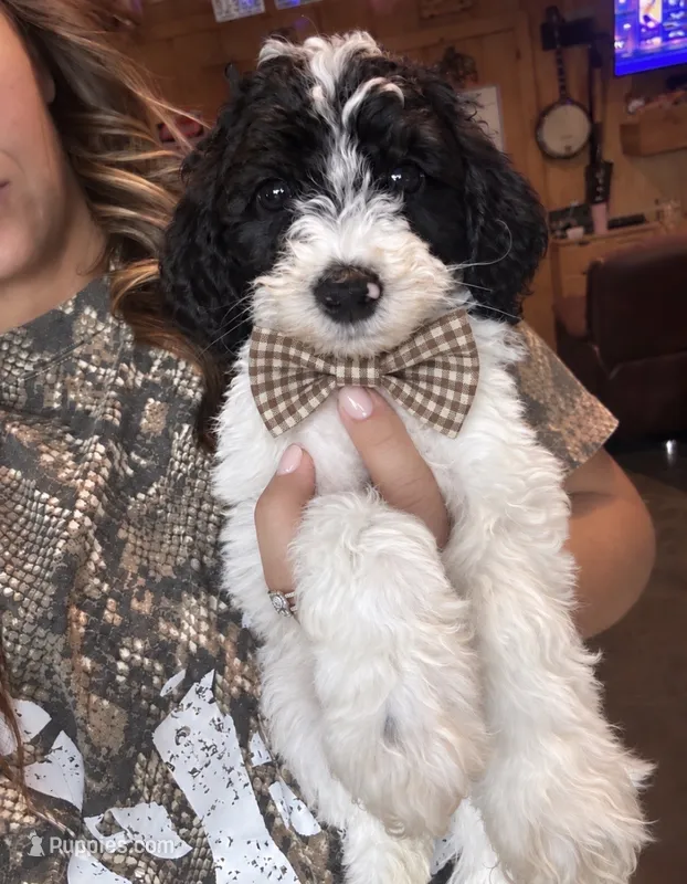 Orange boy – Poodle - Miniature , Miniature Goldendoodle puppy for sale in Elizabethtown, NC