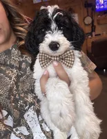 Orange boy, a male Poodle - Miniature  and Miniature Goldendoodle for sale in Elizabethtown, NC – 1 of 1
