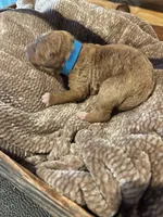 Blue boy, a male Miniature Goldendoodle for sale in Elizabethtown, NC – 2 of 5