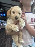 White boy , a male Miniature Goldendoodle for sale in Elizabethtown, NC – 4 of 7