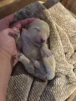 White boy , a male Miniature Goldendoodle for sale in Elizabethtown, NC – 2 of 5