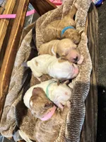 Grey boy , a male Miniature Goldendoodle for sale in Elizabethtown, NC – 3 of 4