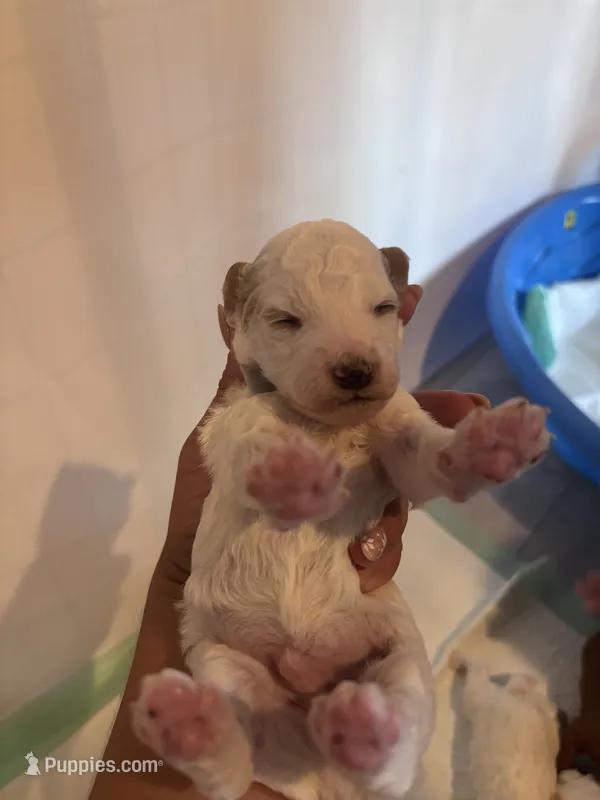 Grey boy – Poodle - Miniature , Miniature Goldendoodle puppy for sale in Elizabethtown, NC