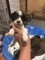 Teal boy, a male Poodle - Miniature  and Miniature Goldendoodle for sale in Elizabethtown, NC – 2 of 3