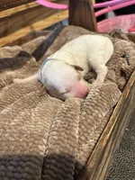 Grey boy , a male Miniature Goldendoodle for sale in Elizabethtown, NC – 2 of 4