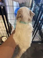 Teal boy , a male Miniature Goldendoodle for sale in Elizabethtown, NC – 4 of 10