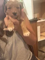 Pink girl , a female Miniature Goldendoodle for sale in Elizabethtown, NC – 8 of 10