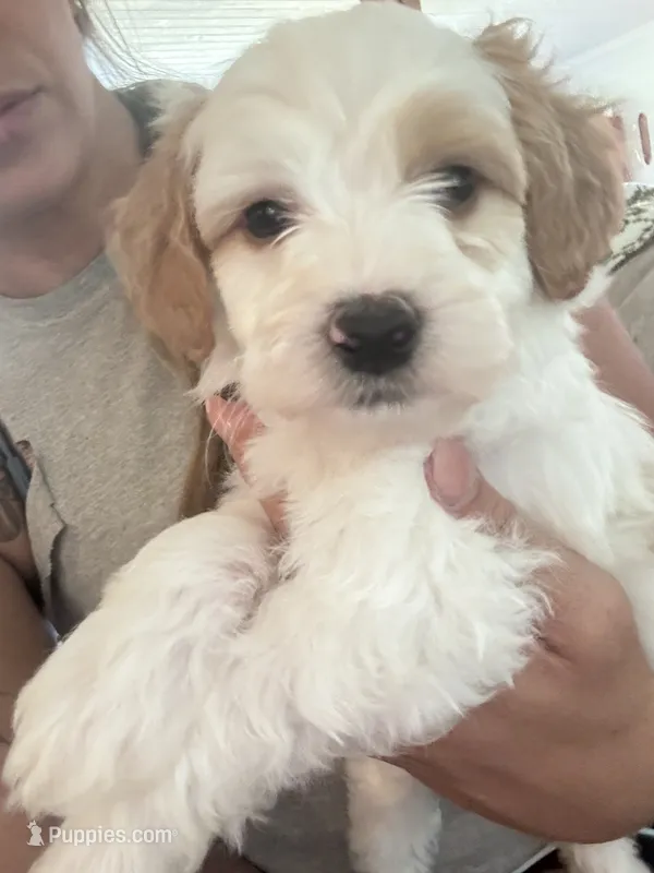 Grey boy  – Miniature Goldendoodle puppy for sale in Elizabethtown, NC
