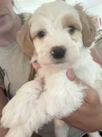 Grey boy , a male Miniature Goldendoodle for sale in Elizabethtown, NC – 1 of 7