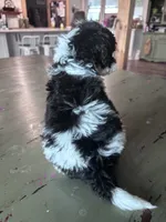 Teal boy, a male Poodle - Miniature  and Miniature Goldendoodle for sale in Elizabethtown, NC – 2 of 5