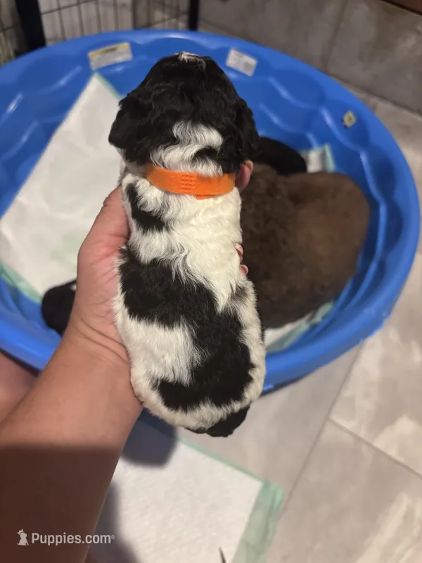 Orange boy – Poodle - Miniature , Miniature Goldendoodle puppy for sale in Elizabethtown, NC