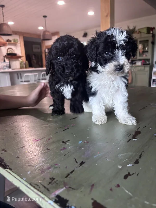 Brown boy – Poodle - Miniature , Miniature Goldendoodle puppy for sale in Elizabethtown, NC