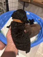 Brown boy, a male Poodle - Miniature  and Miniature Goldendoodle for sale in Elizabethtown, NC – 2 of 3