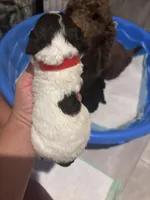 Red boy, a male Poodle - Toy  and Miniature Goldendoodle for sale in Elizabethtown, NC – 2 of 3